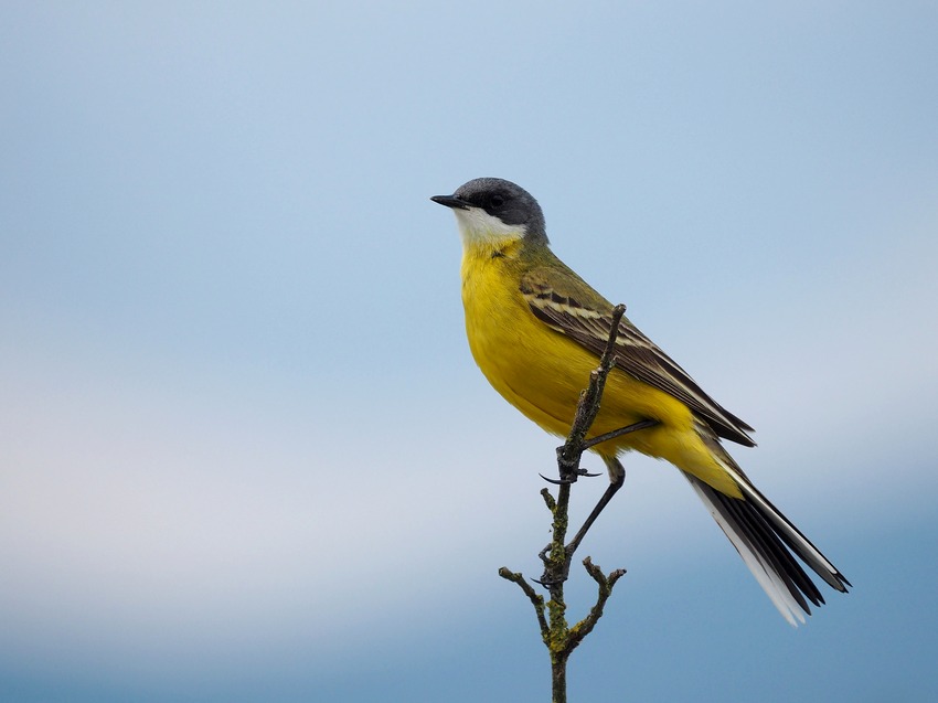 Cutrettola capocenerino (Motacilla flava)